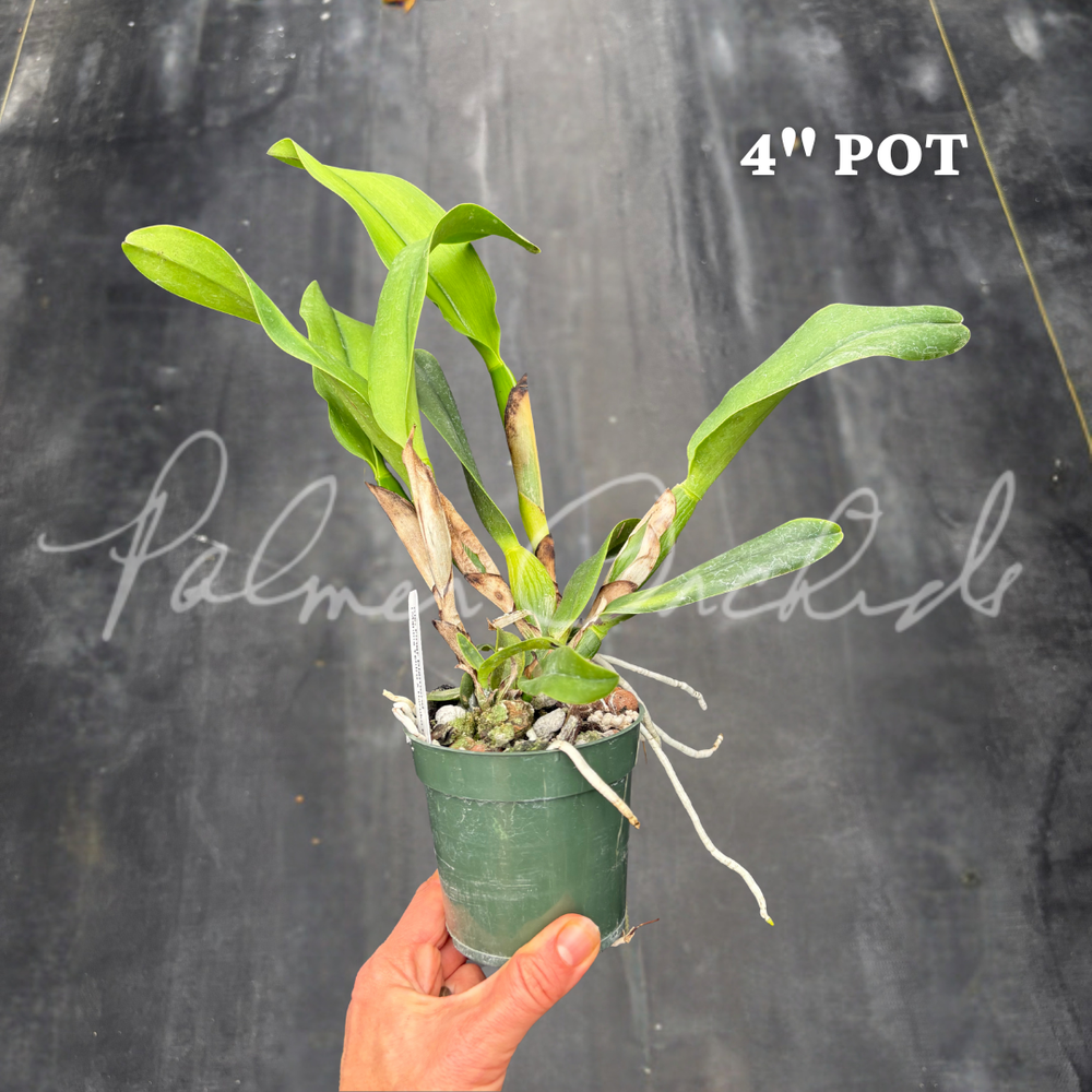 Rlc. Finer Diamond — Palmer Orchids